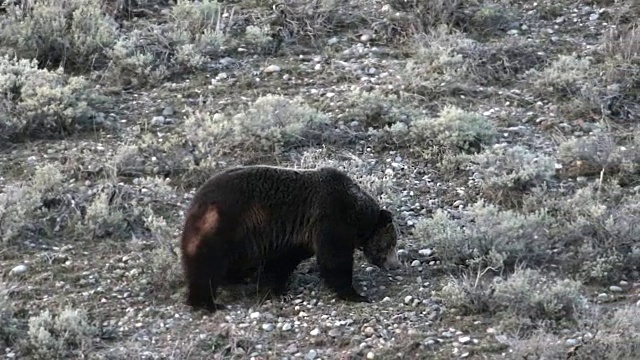 早春，一只雄性大灰熊(Ursus arctos)在山艾树丛中行走视频素材