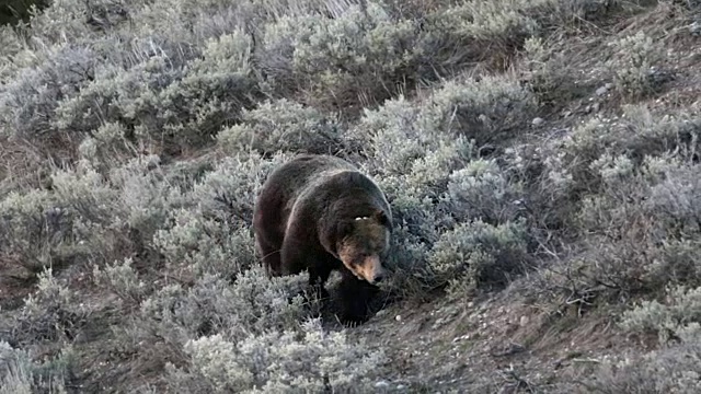 早春，一只雄性大灰熊(Ursus arctos)在山艾树丛中行走视频素材