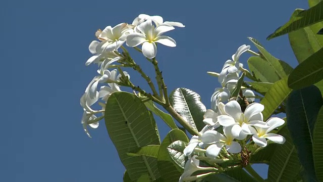 鸡蛋花随风飘舞视频素材