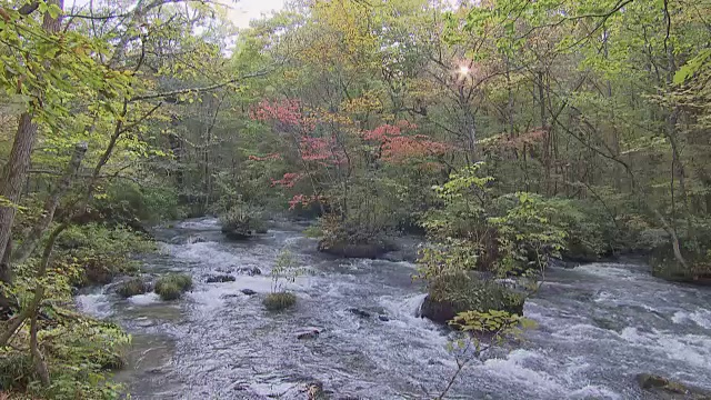 水在日本磐濑市的小溪中流淌视频素材