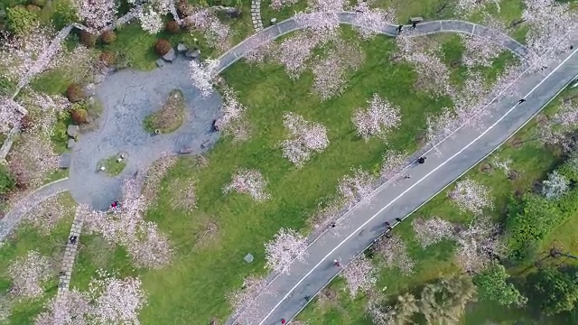 鸟瞰无锡市景逵公园里的樱花视频素材