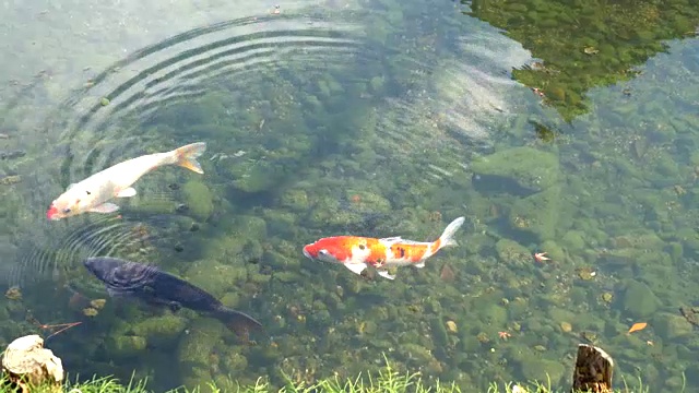 在日本锦鲤视频素材