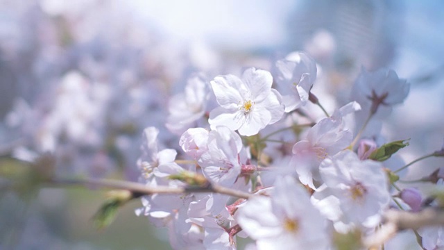 日本樱花视频素材