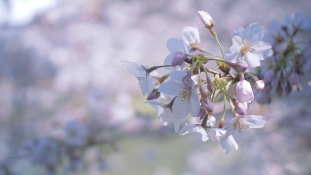 日本樱花视频素材