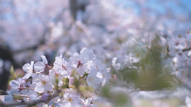 日本樱花视频素材