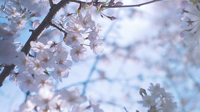 日本樱花视频素材