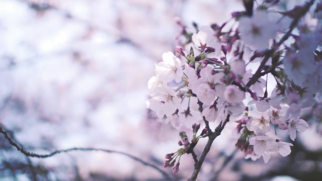 日本樱花视频素材