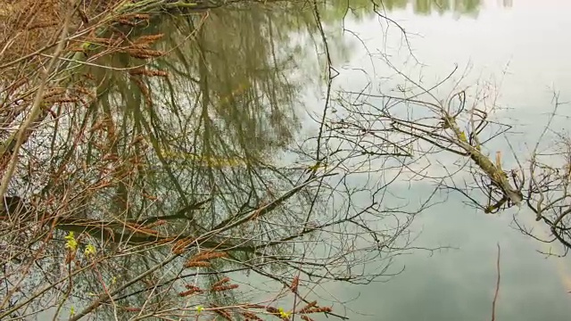 水面上的干树枝视频素材