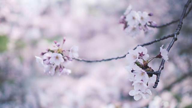 日本樱花视频素材