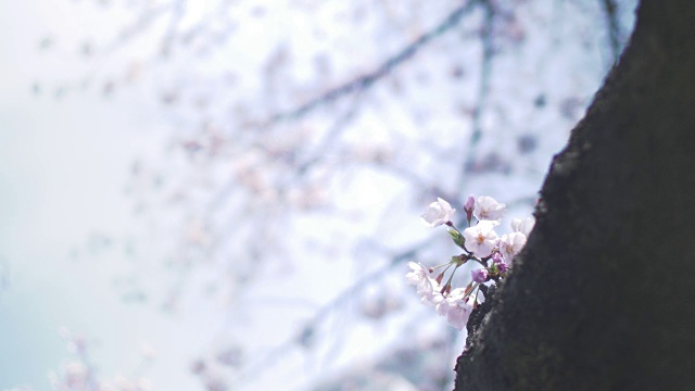 日本樱花视频素材