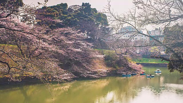 在樱花盛开之前视频素材