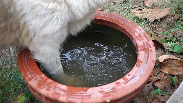 慢动作镜头:狗在吃水。视频素材