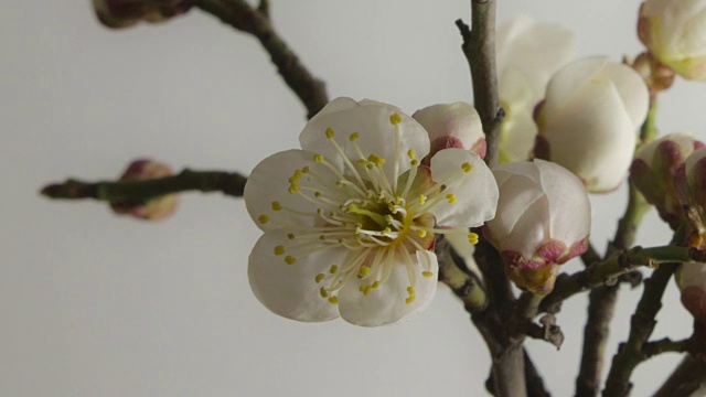 樱花花蕾视频素材