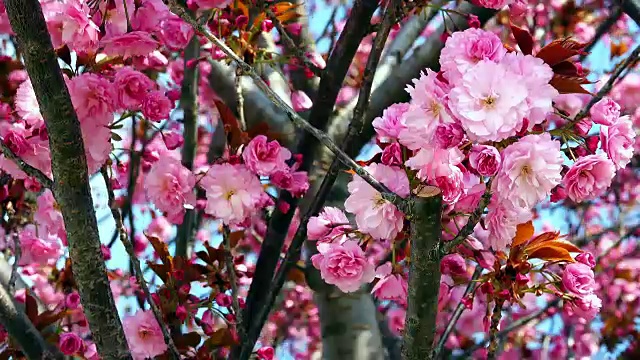 樱花视频下载