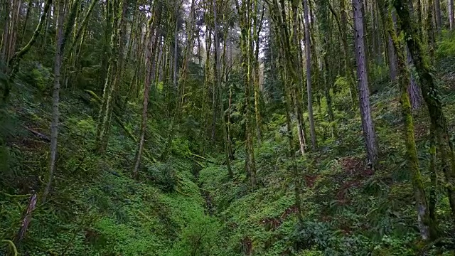 波特兰森林公园视频素材