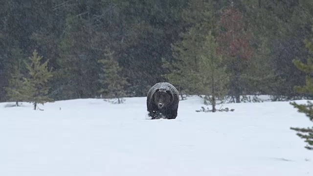 WS拍摄到一只600磅重的雄性灰熊(熊氏灰熊)穿过春雪直接进入镜头视频素材