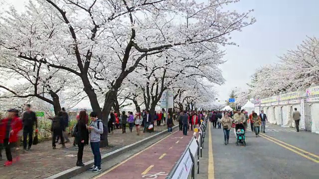 樱花节和云正路上的人们视频素材