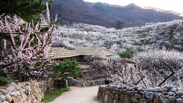 梅花村(热门旅游景点)韩国传统民居旁的梅花视频素材