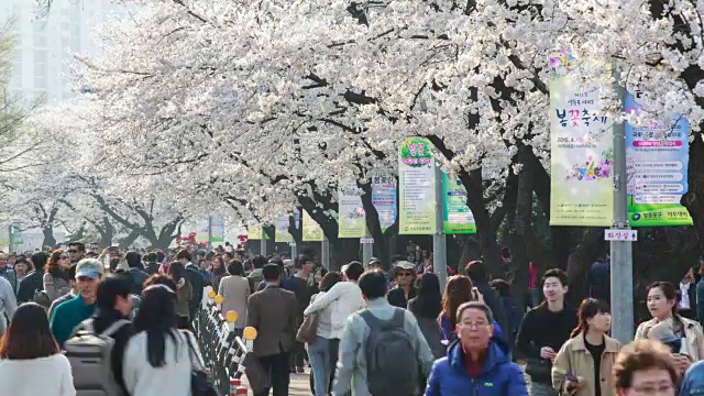 樱花节和云正路上的人们视频素材