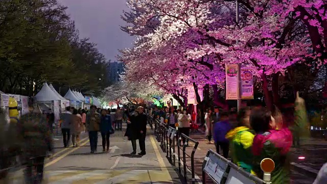 樱花节的夜景和汝矣岛云正路上的人们视频素材