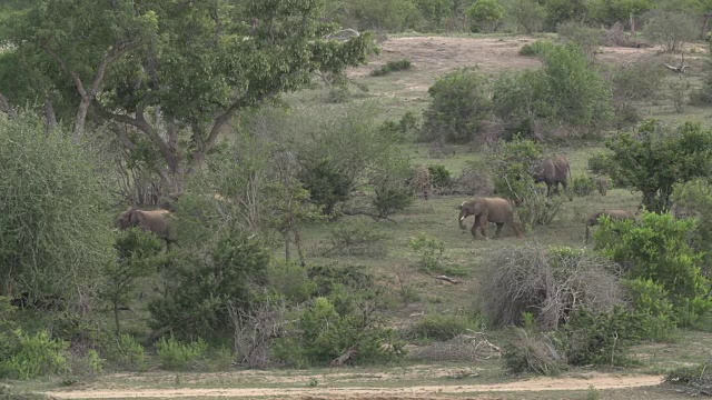 南非克鲁格国家公园，一群大象沿着山坡穿过开阔的林地视频素材