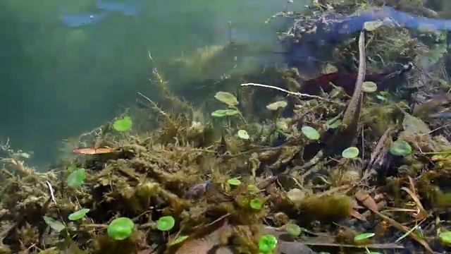 一个热带湖岸的近距离细节。草木和小浪的水。“圣何塞湖”或“玛雅瓜湖”——古巴视频素材