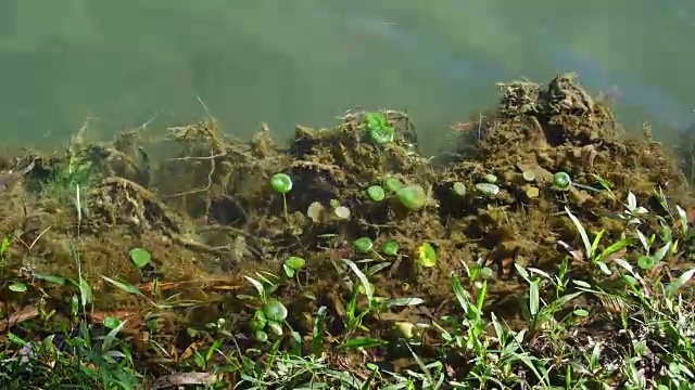 一个热带湖岸的近距离细节。草木和小浪的水。“圣何塞湖”或“玛雅瓜湖”——古巴视频素材