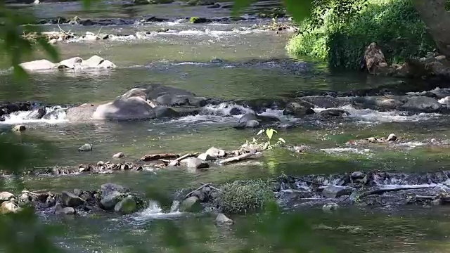 河流、运河和小溪在森林中流动。视频素材