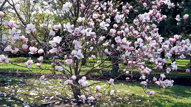 木兰树开花视频素材