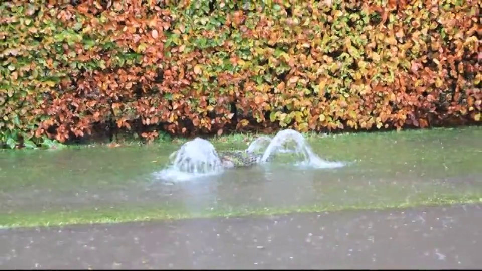 在英国安布尔赛德湖区的暴雨中，一个井盖被洪水的压力抬升。视频素材