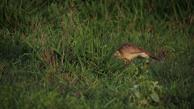 Red-legged seriema狩猎视频素材