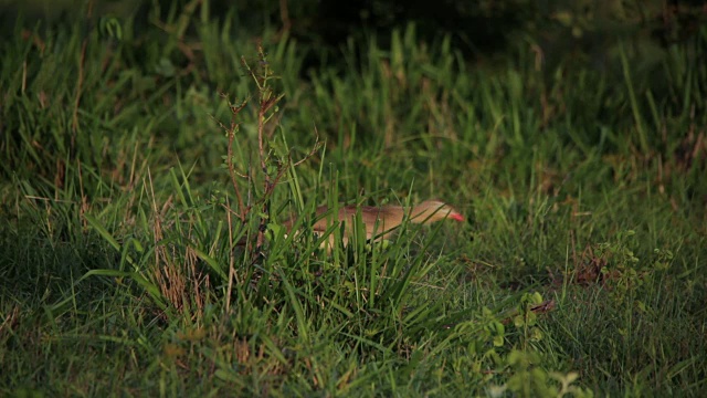 Red-legged seriema狩猎视频素材