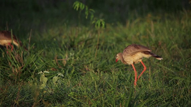 Red-legged seriema狩猎视频素材