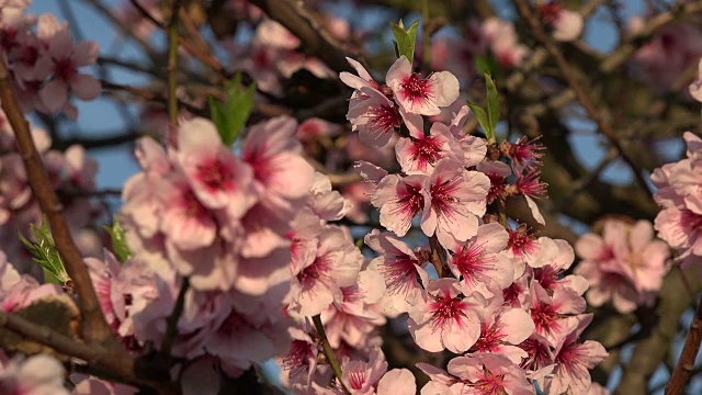 盛开的杏树，Neustadt-Gimmeldingen, Pfalz, Weinstraße，莱茵兰-普法尔茨，德国视频素材