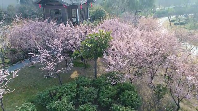 空龟头岛位于无锡市太湖樱花谷风景区视频素材