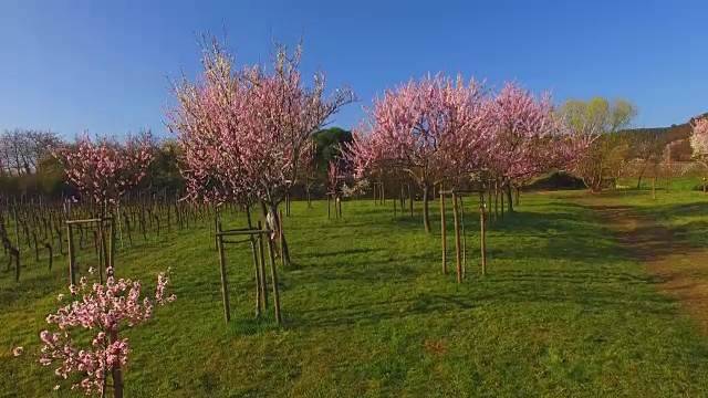 盛开的杏树，Neustadt-Gimmeldingen, Weinstraße，普法尔兹，莱茵兰-普法尔茨，德国视频素材