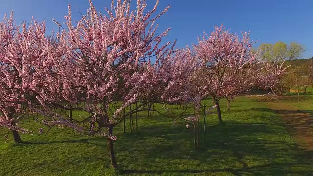 盛开的杏树，Neustadt-Gimmeldingen, Weinstraße，普法尔兹，莱茵兰-普法尔茨，德国视频素材