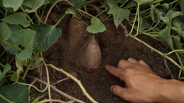 甘薯收获视频下载