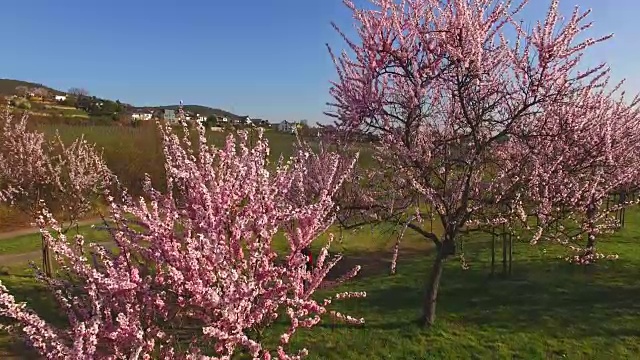 盛开的杏树，Neustadt-Gimmeldingen, Weinstraße，普法尔兹，莱茵兰-普法尔茨，德国视频素材