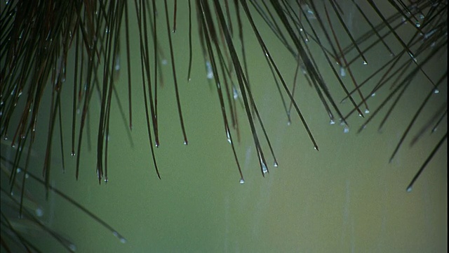 近距离观察落在松针上的雨滴/洛杉矶佳雷斯特森林，加利福尼亚视频素材