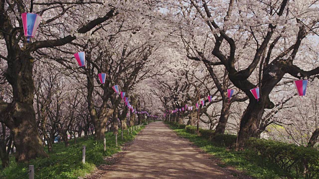 公园里的樱花盛开视频素材