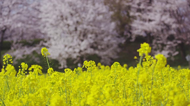 工根道樱堤的油菜花和樱花视频素材