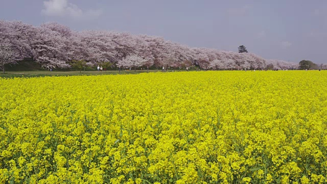 工根道樱堤的油菜花和樱花视频素材