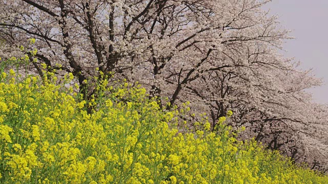 青木堀河畔的油菜花和樱花视频素材