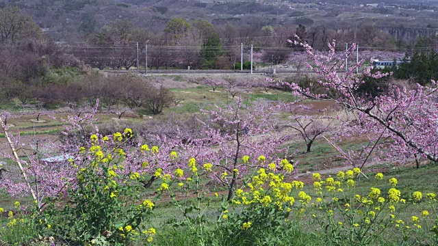 油菜花、桃花客运列车视频素材