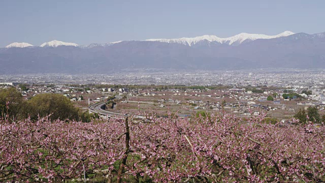 桃花以口府盆地和日本阿尔卑斯山为背景视频素材