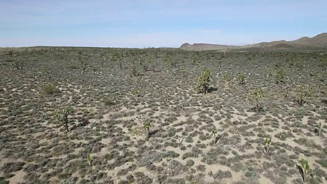 约书亚树国家森林，沙漠贫瘠的土地，没有人与偏远的位置仙人掌加利福尼亚沙漠，莫哈韦沙漠，与极端地形4K自然/野生动物/天气视频素材