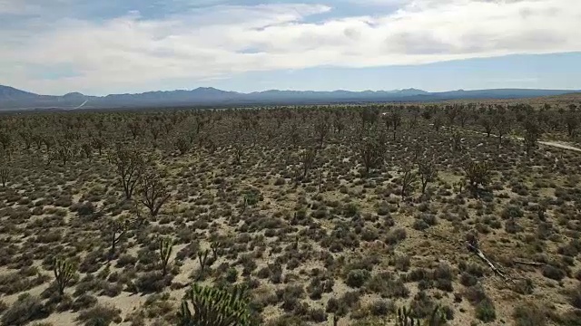 约书亚树国家森林，沙漠贫瘠的土地，没有人与偏远的位置仙人掌加利福尼亚沙漠，莫哈韦沙漠，与极端地形4K自然/野生动物/天气视频素材