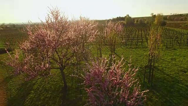 盛开的杏树，Neustadt-Gimmeldingen, Weinstraße，普法尔兹，莱茵兰-普法尔茨，德国视频素材