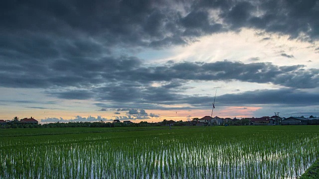 巴厘岛沧谷地区的绿色稻田视频下载